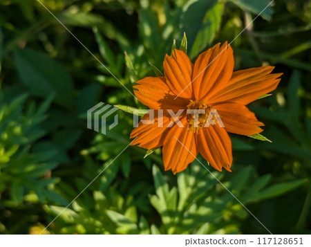 Orange cosmos flowers blooming in a summer field 117128651