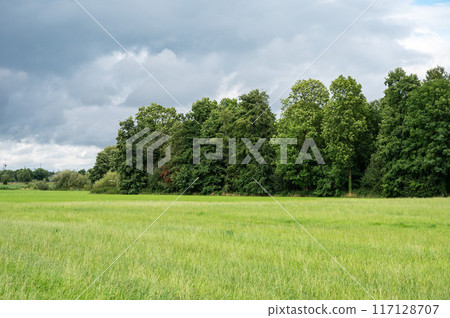 Trees and green meadows at the German countryside around Neuenhaus, Niedersachsen, Germany. 117128707