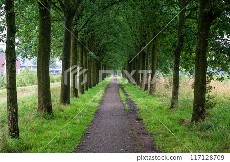 Tree alley and gravel path at the Dutch countryside around Delden, Overijssel, The Netherlands 117128709