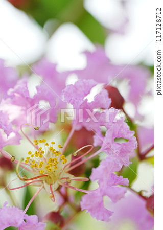 Crape myrtle flowers blooming in the park 117128712