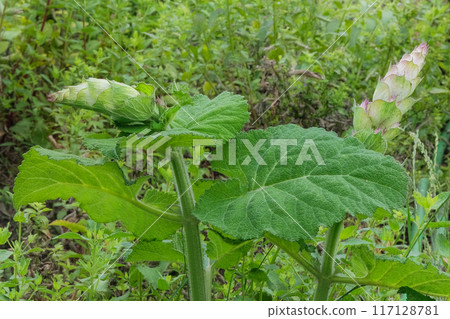 Cottage garden. Salvia sclarea turkestanica grows in meadow. Pink flowers blooming. Cultivated flowers. Sunny. 117128781