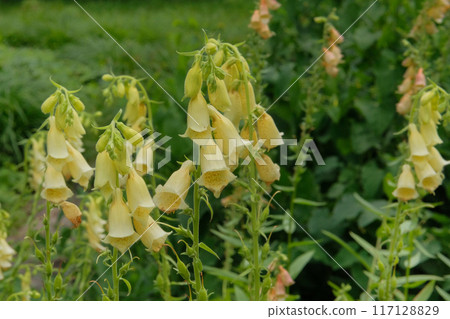 Digitalis grows in meadow. Yellow flowers blooming. Cottage garden. Romantic flowers. Digitalis grows in meadow. Yellow flowers blooming. Cottage garden. Romantic flowers. 117128829