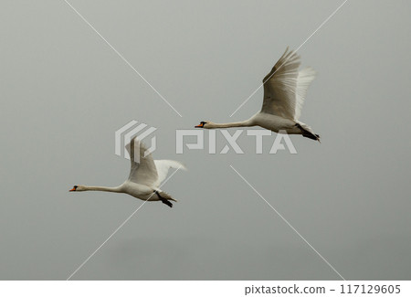 White geese swans fly in the gray autumn sky 117129605