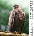The sharp gaze of a cool eagle 117129722