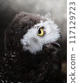 Looking Owl 117129723