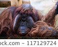 Orangutan facing forward 117129724