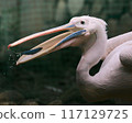 The beautiful face of a pelican 117129725