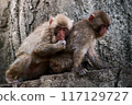 Parents and children of Japanese macaques grooming 117129727