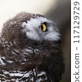 Owl with sharp eyes 117129729