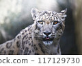 Snow leopard aiming at prey 117129730