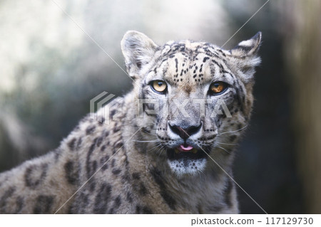 瞄準犧牲者的雪豹 117129730