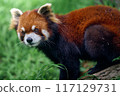 cute red panda 117129731