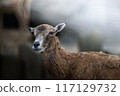 Staring deer 117129732