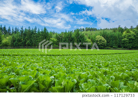 Chinese cabbage field before heading [Nagano Prefecture] 117129733