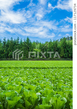 Chinese cabbage field before heading [Nagano Prefecture] 117129734