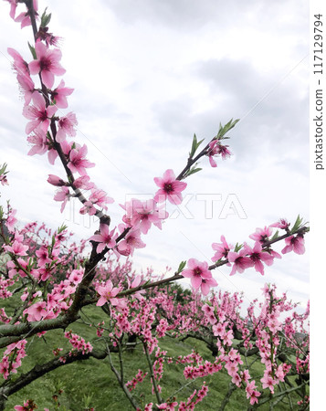 Peach blossoms blooming towards the sky 117129794