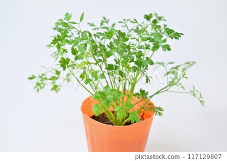 義大利香菜苗，園藝，園藝，香草，盆栽苗。 117129807