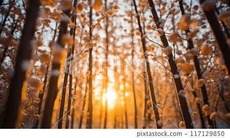 beautiful winter landscape, snow covered branches in forest at sunset, sunlight and beautiful nature beautiful winter landscape, snow covered branches in forest at sunset, sunlight and beautiful nature 117129850