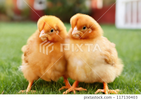 Portrait of small baby chickens on a green grass meadow, bright sunny day, on a ranch in the village, rural surroundings on the background of spring nature 117130403