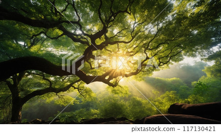 beautiful summer landscape at sunset, an old big tree in the forest, sunlight shines through with twisting branches, a glade, beautiful nature 117130421