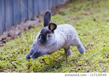 A Lop Rabbit Outside in Long Grass A Lop Rabbit Outside in Long Grass 117130549