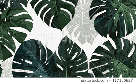 Large monstera leaves with a white background. 117130627