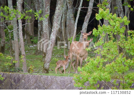 鹿一家在樹蔭下休息 117130852