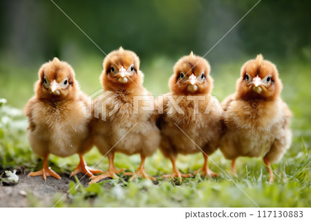 Portrait of small baby chickens on a green grass meadow, bright sunny day, on a ranch in the village, rural surroundings on the background of spring nature 117130883