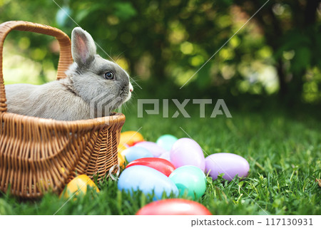 Easter bunny on spring green grass. Cute rabbit. Easter egg hunt with pet bunny. banner. Happy Easter greeting card with copyspace. Sunbeams 117130931