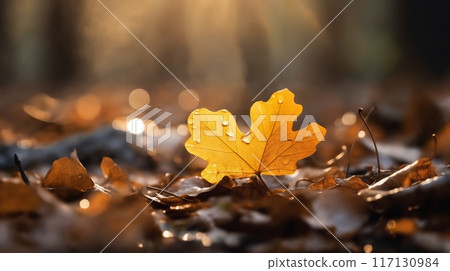 a beautiful autumn landscape with fallen leaves in a forest glade at sunset, sunlight and beautiful nature 117130984
