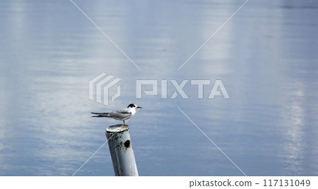 Common gull - Larus canus, beautiful common gull sitting on a hummock on the water Common gull - Larus canus, beautiful common gull sitting on a hummock on the water 117131049