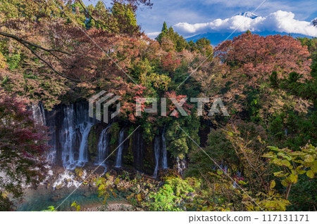 [Shizuoka Prefecture] Shiraito Falls and Mt. Fuji during autumn 117131171