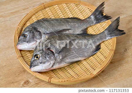 兩條黑鯛、黑鯛、黑蘿蔔、鹹水魚、靜岡縣濱名湖的海鮮。 兩條黑鯛、黑鯛、黑蘿蔔、鹹水魚、靜岡縣濱名湖的海鮮。 117131353