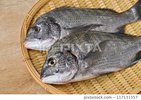 Two black porgy, black porgy, saltwater fish, seafood from Lake Hamana, Shizuoka Prefecture. 117131357