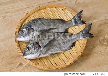 Two black porgy, black porgy, saltwater fish, seafood from Lake Hamana, Shizuoka Prefecture. 117131362