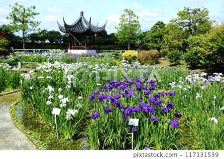 Iris at Suigetsu Park Iris at Suigetsu Park 117131539