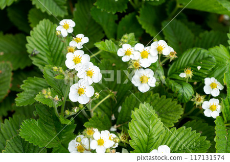 Blooming Strawberry Plants in Garden Bed 117131574