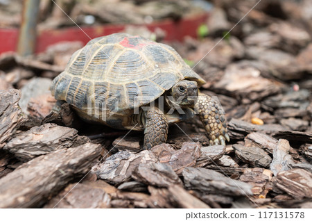 Close-Up of a Tortoise Crawling on Forest Bedding 117131578
