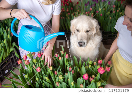 Woman watering tulips with a blue watering can and a golden retriever dog helping. 117131579