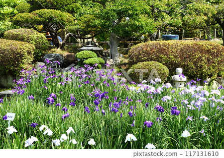 Iris at Suigetsu Park 117131610