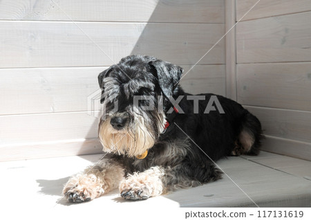 Schnauzer Enjoying Sunlight on Wooden Floor Schnauzer Enjoying Sunlight on Wooden Floor 117131619