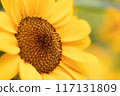 Close focus on center of sunflower with blurry background. 117131809