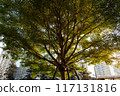 Big tree with wide branches touching the sunset with background of buildings in city. 117131816