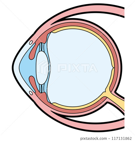 眼球橫切面圖 117131862