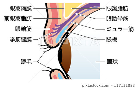 Eyelids, eyelids, illustration, explanation Eyelids, eyelids, illustration, explanation 117131888