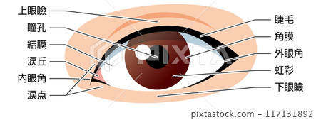 Eyes Illustration Explanation available 117131892
