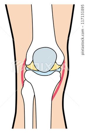 Knee Knee Illustration Knee Knee Illustration 117131895