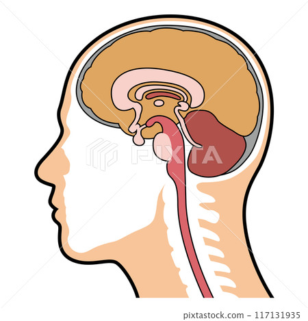 Brain cross-section diagram 117131935