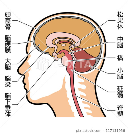 Brain cross section illustration with explanation 117131936