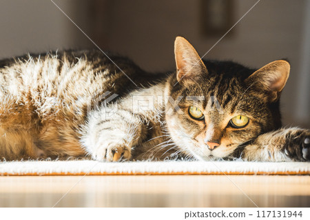 貓 117131944